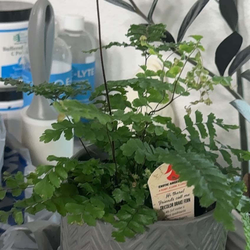 Photo of the plant species Tricolor Fern by @Teenylambofgod named Ronaldo (TL) on Greg, the plant care app