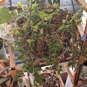 Photo of the plant species Red Elf Lipstick Plant by @Teenylambofgod named Marilyn (TL) on Greg, the plant care app