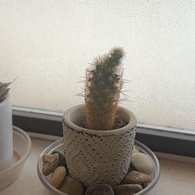 Photo of the plant species Lady Finger Cactus 'Copper King' by @Teenylambofgod named Shakira on Greg, the plant care app