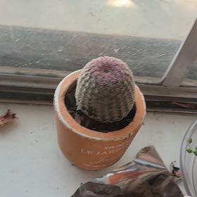 Photo of the plant species Rainbow Hedgehog Cactus by @Teenylambofgod named Morgan Treeman (CR) on Greg, the plant care app