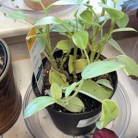 Photo of the plant species Variegated Teardrop Peperomia by @Teenylambofgod named Bieber (CR) on Greg, the plant care app