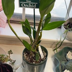 Photo of the plant species Dendrobium Hawaii Spectacular by @Teenylambofgod named Bella on Greg, the plant care app