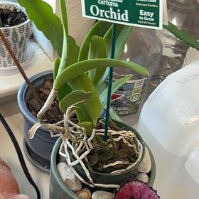 Photo of the plant species Brassocattleya 'Hippodamia' by @Teenylambofgod named Dax (CR) on Greg, the plant care app