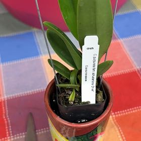Photo of the plant species Yellow with Red Lip Cattleya by @Teenylambofgod named Oscar (CR) on Greg, the plant care app