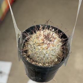 Photo of the plant species Common Fishhook Cactus by @Teenylambofgod named Denali (CW) on Greg, the plant care app