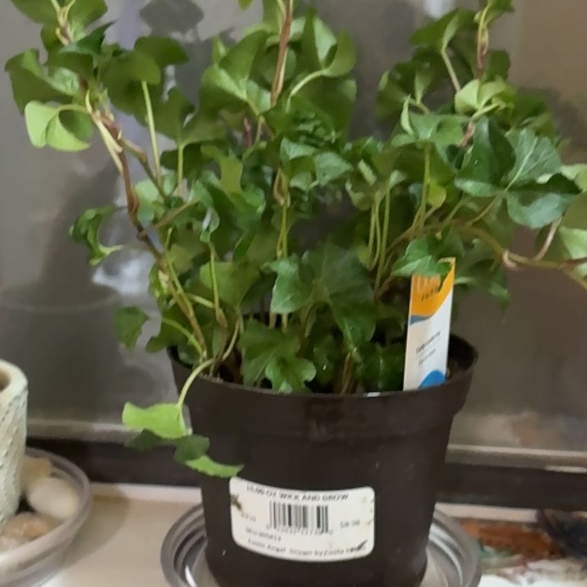 Photo of the plant species Curly Locks Ivy by @Teenylambofgod named Lavender (TB) on Greg, the plant care app