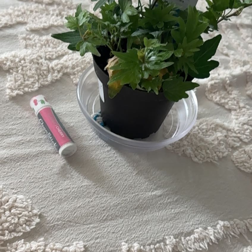 Photo of the plant species Pixie Dixie Ivy by @Teenylambofgod named Irene (PUR) on Greg, the plant care app