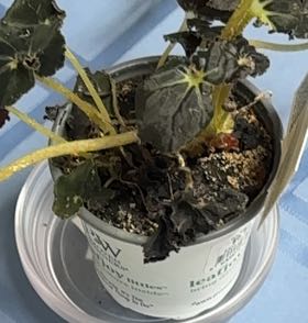 Photo of the plant species Begonia 'Black Mamba' by @Teenylambofgod named Luna on Greg, the plant care app