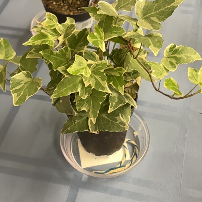 Photo of the plant species Jubilee Ivy by @Teenylambofgod named Orwell on Greg, the plant care app