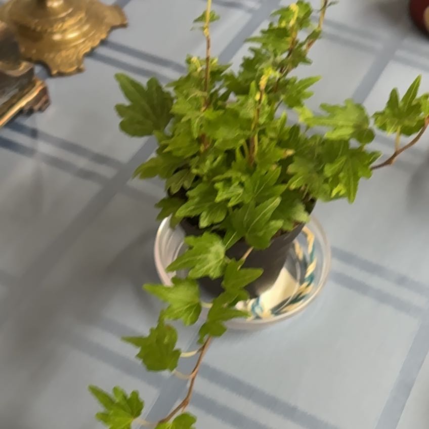 Photo of the plant species Pixie Dixie Ivy by @Teenylambofgod named Anne on Greg, the plant care app