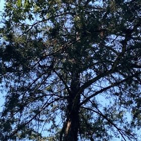 Photo of the plant species Atlantic White Cedar by @EarthyChosmo35 named Kardashian on Greg, the plant care app