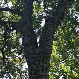 Photo of the plant species Texas Live Oak by @EarthyChosmo35 named Kylie on Greg, the plant care app