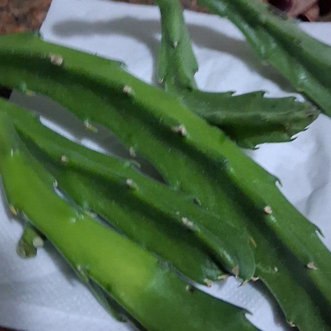 Photo of the plant species Green Sea Fingers by @KookyFeverfew named Forrest on Greg, the plant care app
