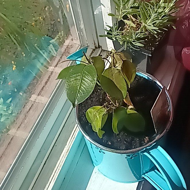 Photo of the plant species Madinia® Deep Red Mandevilla by @MajesticWorm27 named Benjamin Button on Greg, the plant care app