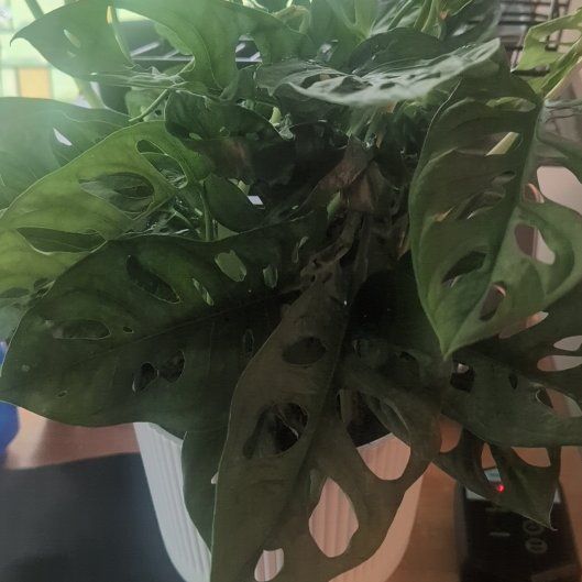 Photo of the plant species Monstera 'Little Swiss' by @HipLuckyred73 named Bigleef Smalls on Greg, the plant care app