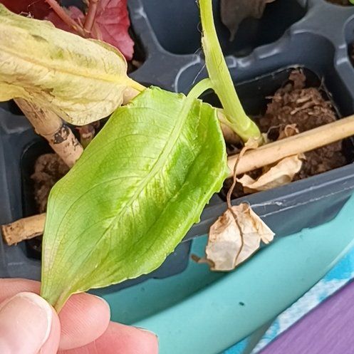 Photo of the plant species American Water Plantain by @FunMendoza64 named Scarlett on Greg, the plant care app