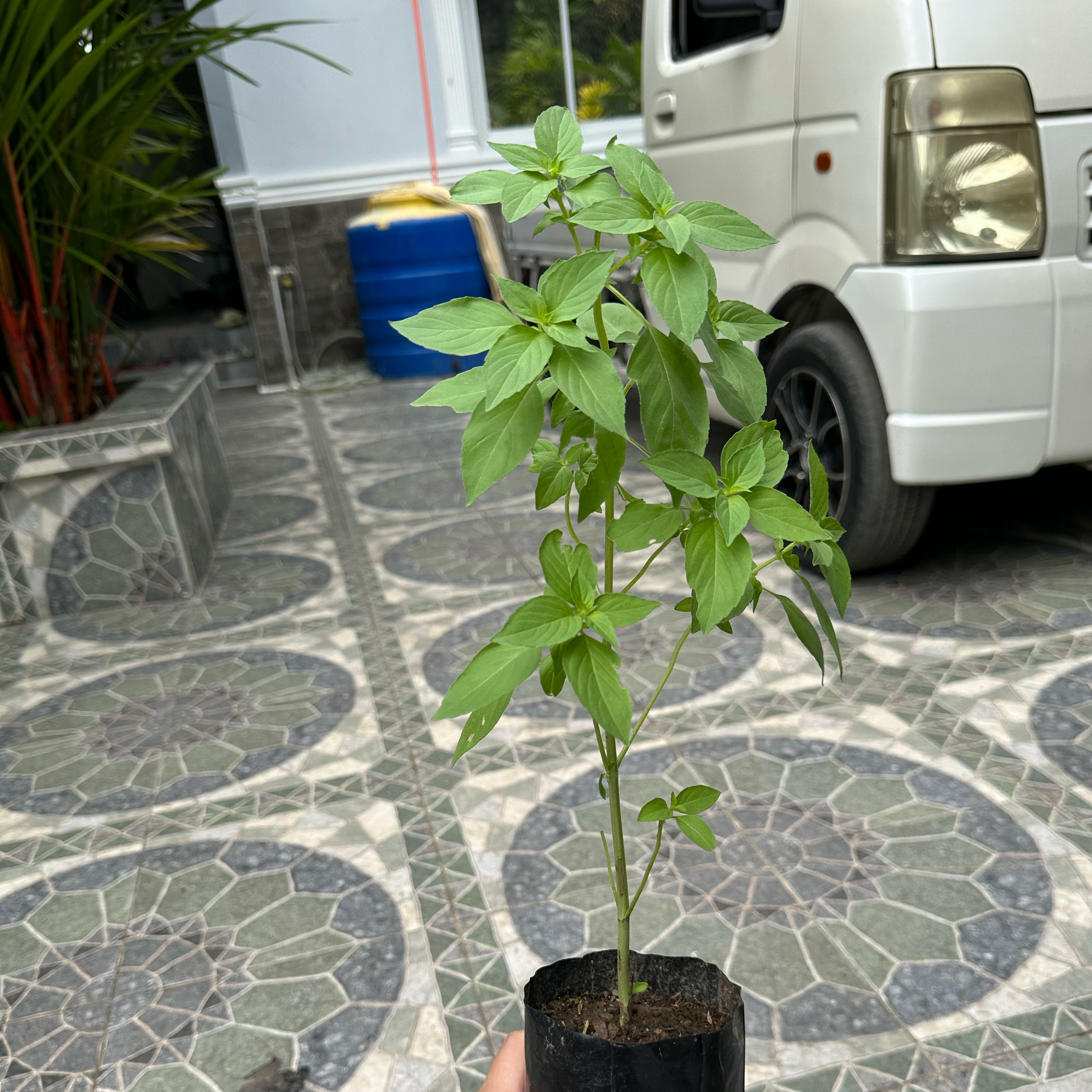 Photo of the plant species Lemon Basil by @CasualPlanty31 named Lemon Basil on Greg, the plant care app