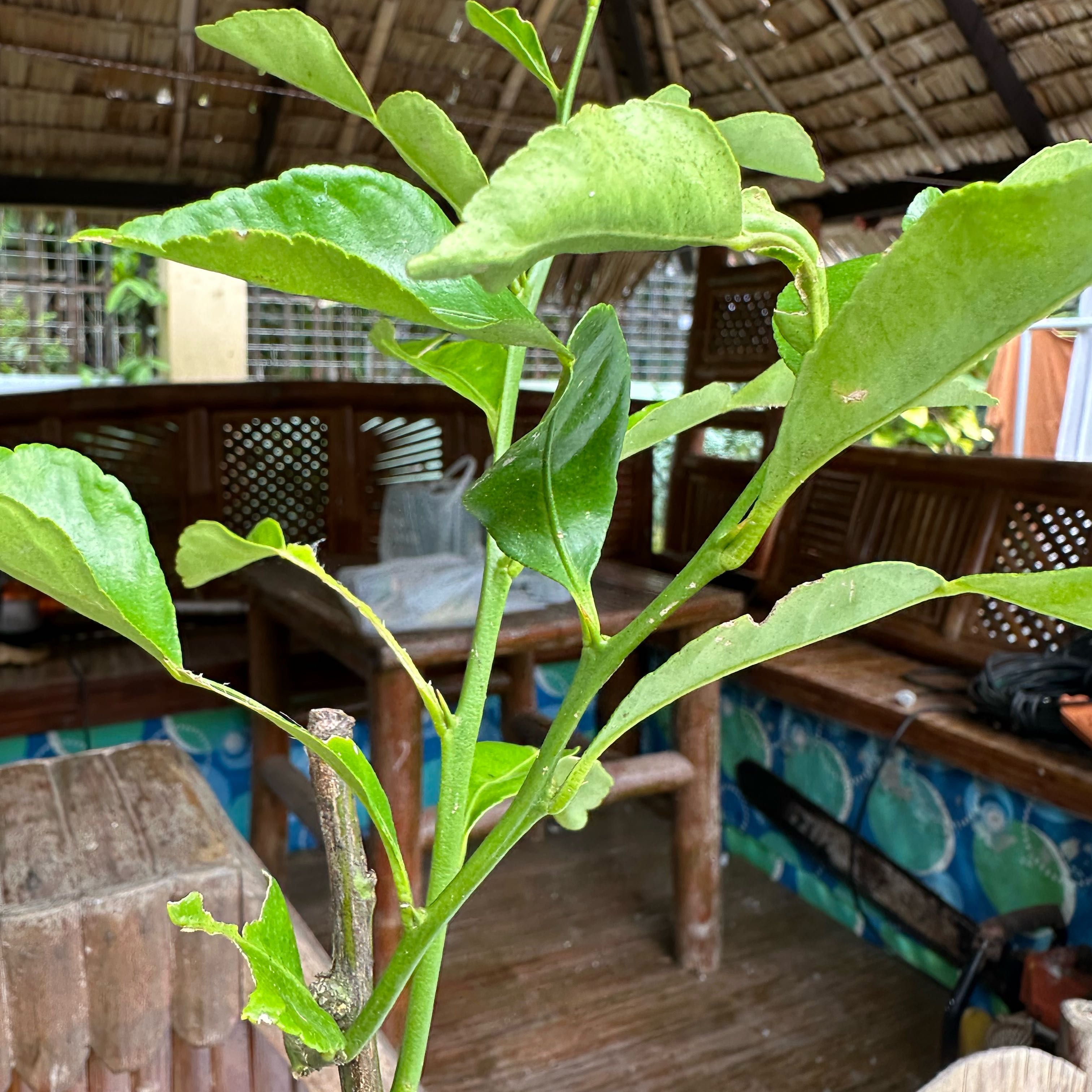 Photo of the plant species Persian Lime by @CasualPlanty31 named Biasong on Greg, the plant care app
