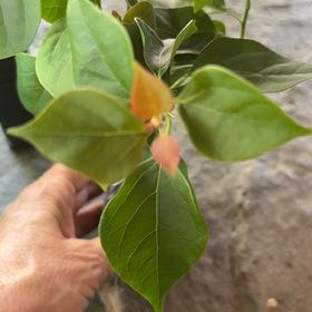 Photo of the plant species Barbara Karst Bougainvillea by @FabEchinaria51 named Elina on Greg, the plant care app