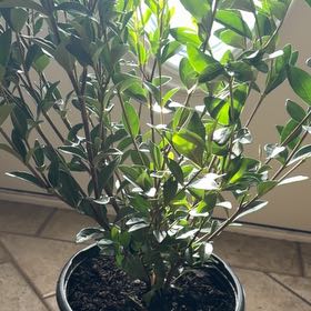 Photo of the plant species Gardenia 'Jubilation' by @FabEchinaria51 named Sigmund on Greg, the plant care app