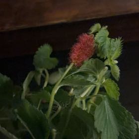 Photo of the plant species Firetails Chenille by @FabEchinaria51 named Athena on Greg, the plant care app