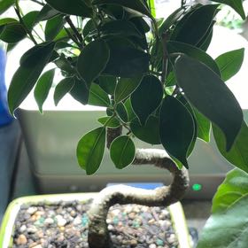 Photo of the plant species Golden Gate Ficus by @FabEchinaria51 named Beckham on Greg, the plant care app