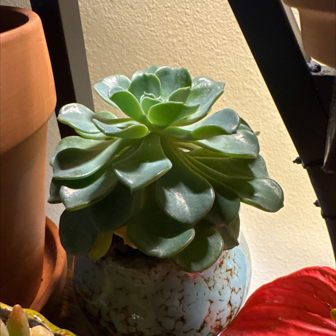 Photo of the plant species Echeveria 'Galaxy Blue' by @FabEchinaria51 named Scarlett on Greg, the plant care app