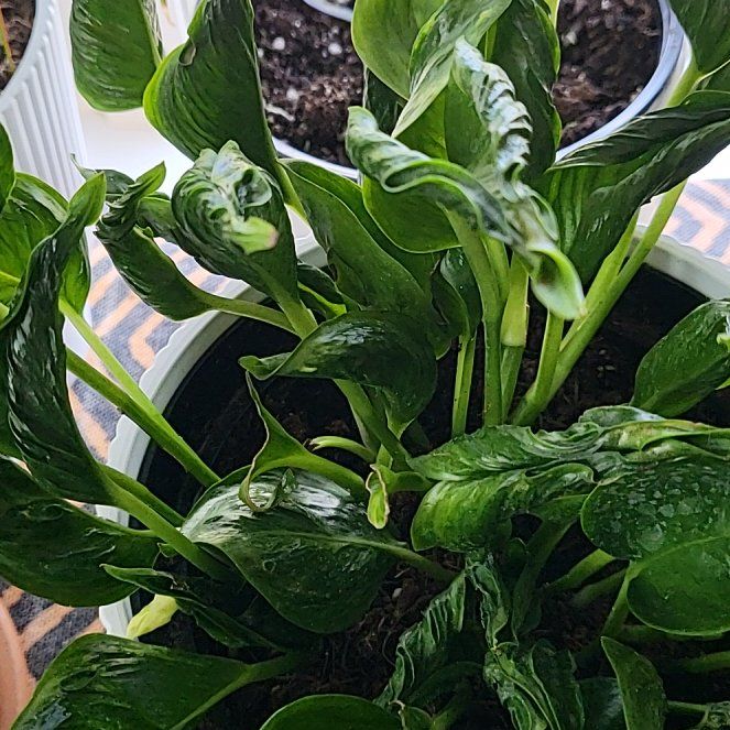 Photo of the plant species Shangri La by @RadWychelm75 named Hemingway on Greg, the plant care app