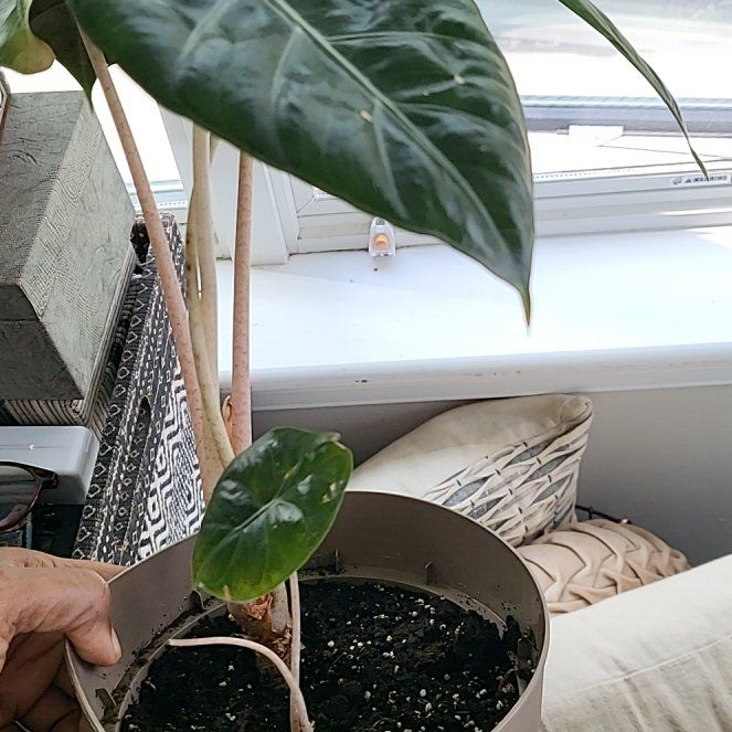 Photo of the plant species Pink Princess Alocasia by @RadWychelm75 named LiloStitch on Greg, the plant care app