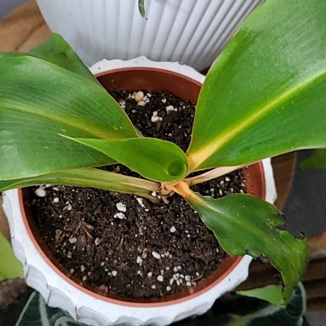 Photo of the plant species Orange Spider Plant by @RadWychelm75 named Miley on Greg, the plant care app