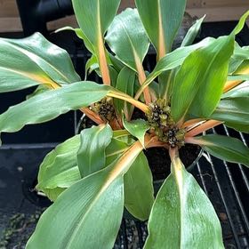 Photo of the plant species Crape Ginger by @GoldRedflax24 named Rosa on Greg, the plant care app