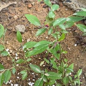 Photo of the plant species Blueberry by @NeotericChia named Homer on Greg, the plant care app