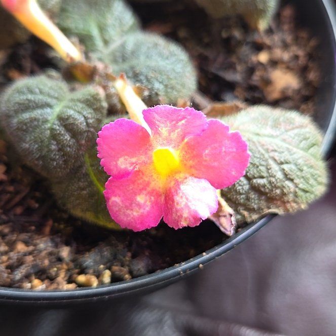 Photo of the plant species Episcia 'Pink Dreams' by @MeekBlusher named Fernie Mac on Greg, the plant care app