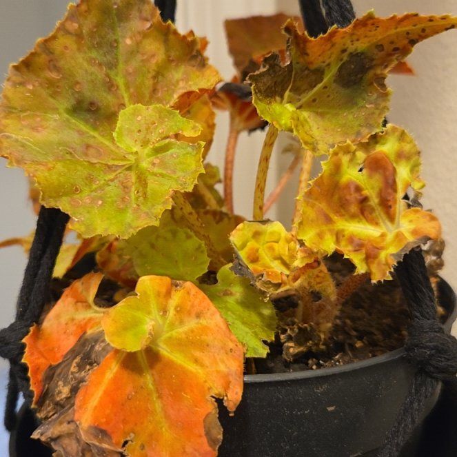 Photo of the plant species Rex Beginia Red Planet by @MeekBlusher named Captain Plant-it on Greg, the plant care app