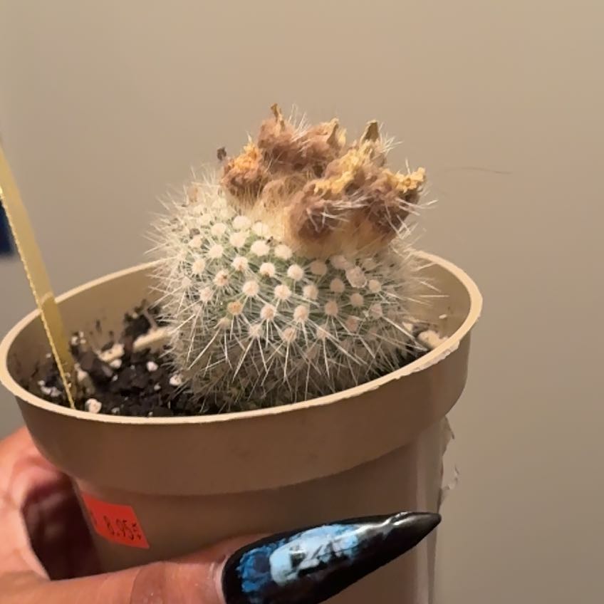 Photo of the plant species Scarlet Ball Cactus by @MeekFlapjacks92 named Eva on Greg, the plant care app