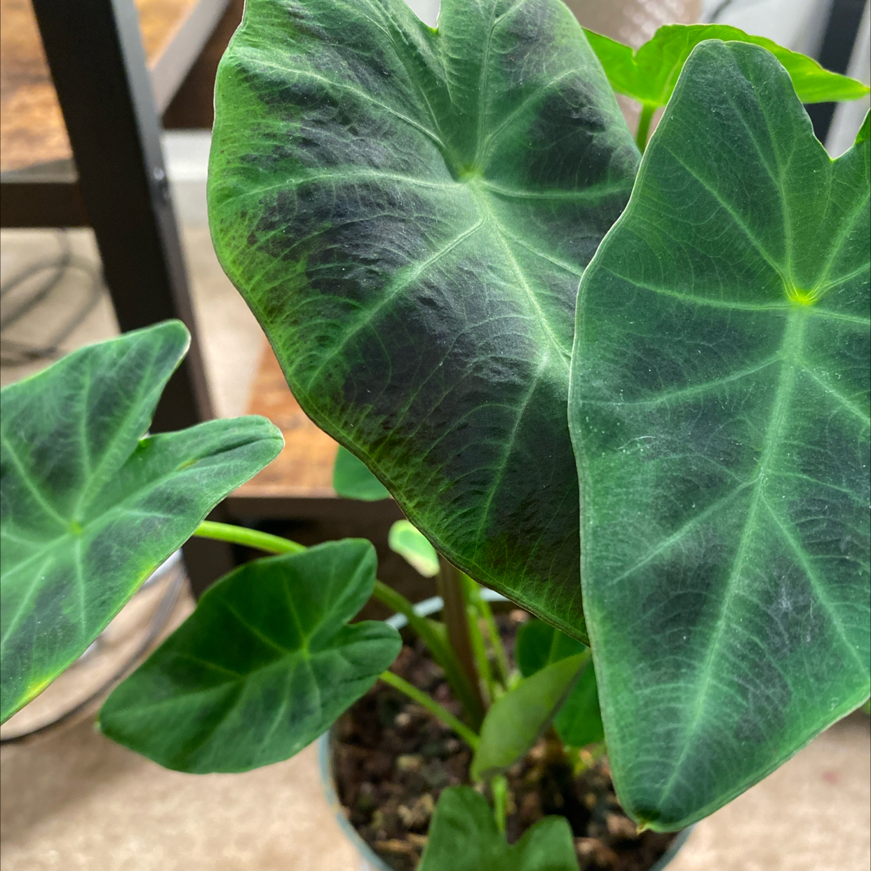 Photo of the plant species Colocasia Illustris by @PuffAhStrawbery named Archduke Kael on Greg, the plant care app