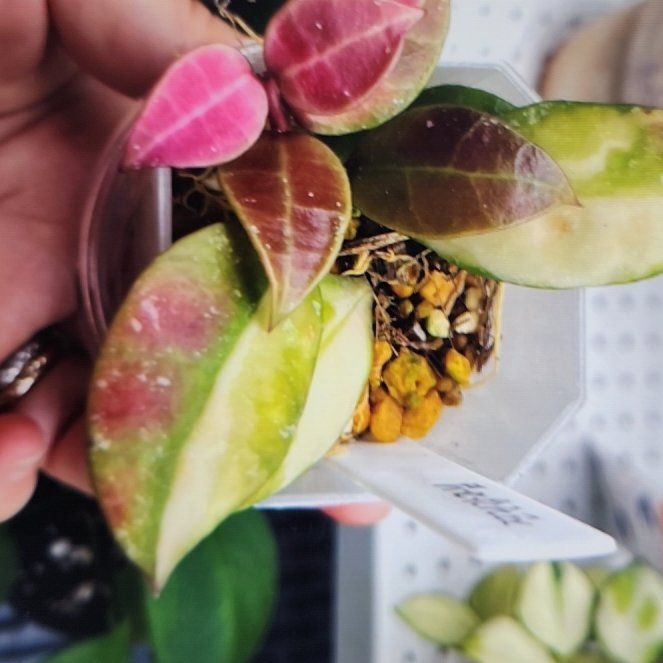 Photo of the plant species Hoya walliniana by @FabMarimo38 named Apollo on Greg, the plant care app