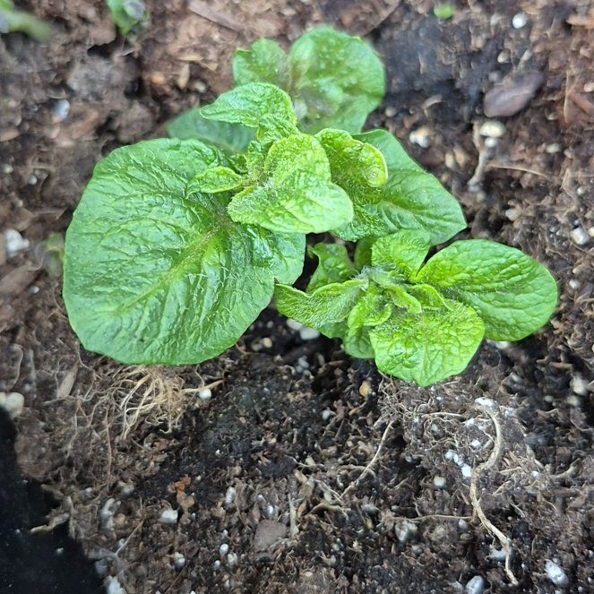 Photo of the plant species Potato by @FitGuayule4 named Maya on Greg, the plant care app