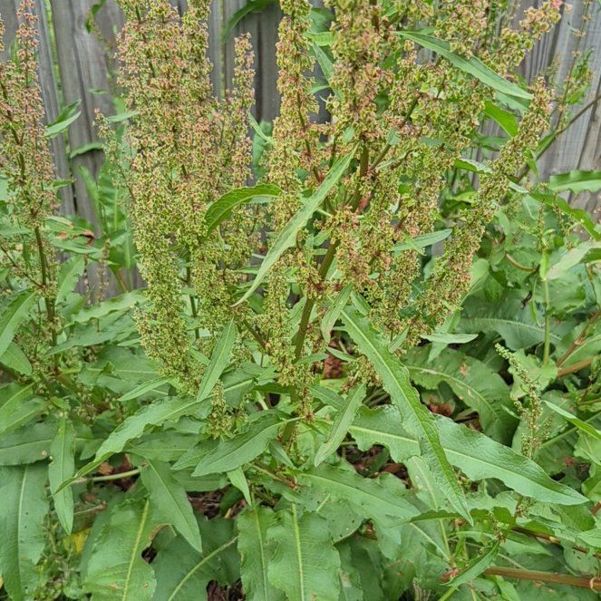Photo of the plant species Curly Dock by @FitGuayule4 named Achilles on Greg, the plant care app