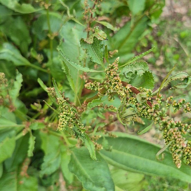 Photo of the plant species Broad-Leaved Dock by @FitGuayule4 named Daphne on Greg, the plant care app