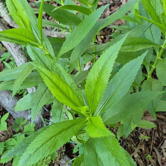 Photo of the plant species Obedient Plant by @FitGuayule4 named Cleopatra on Greg, the plant care app