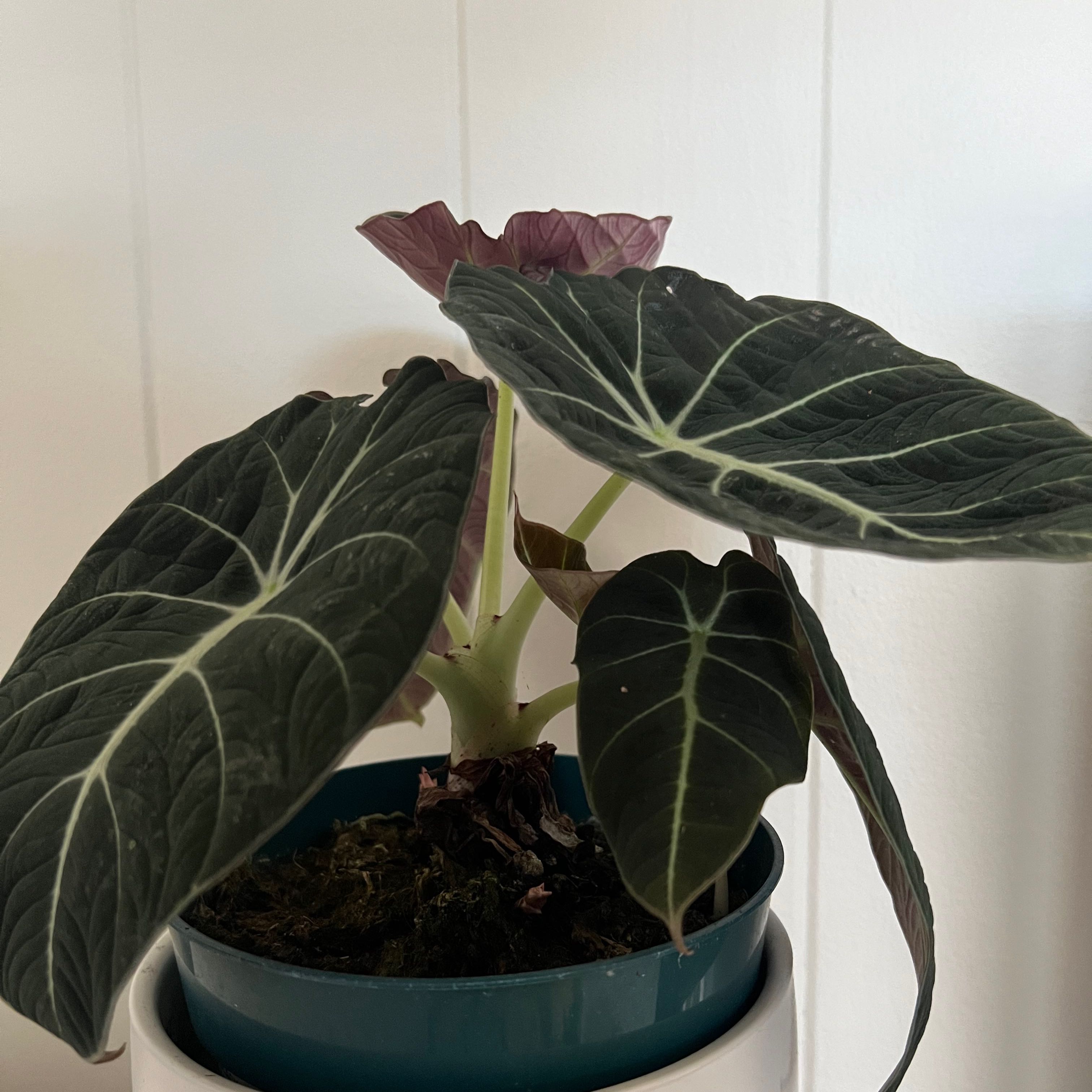 Black Velvet Alocasia plant with dark green leaves and visible soil in a pot.