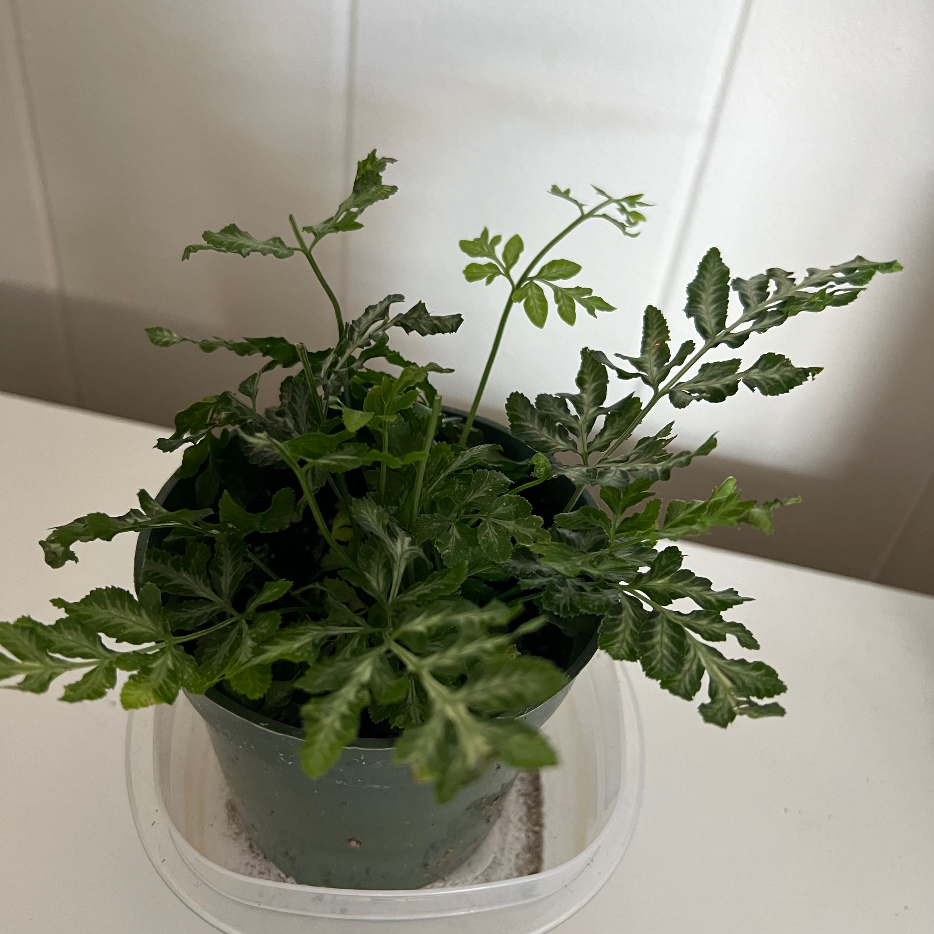 Potted Brake Fern with healthy green fronds.