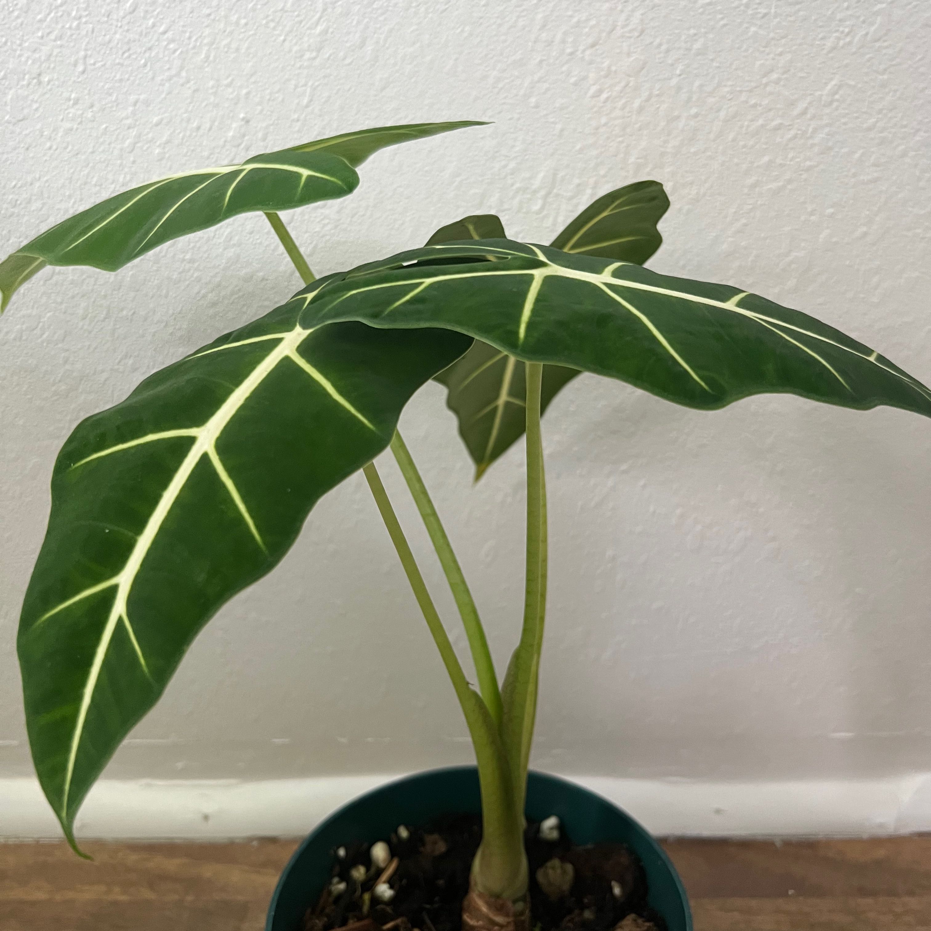Healthy Umbrella Tree (Schefflera arboricola) plant with vibrant green leaves in a dark pot with pebbles on the soil surface.