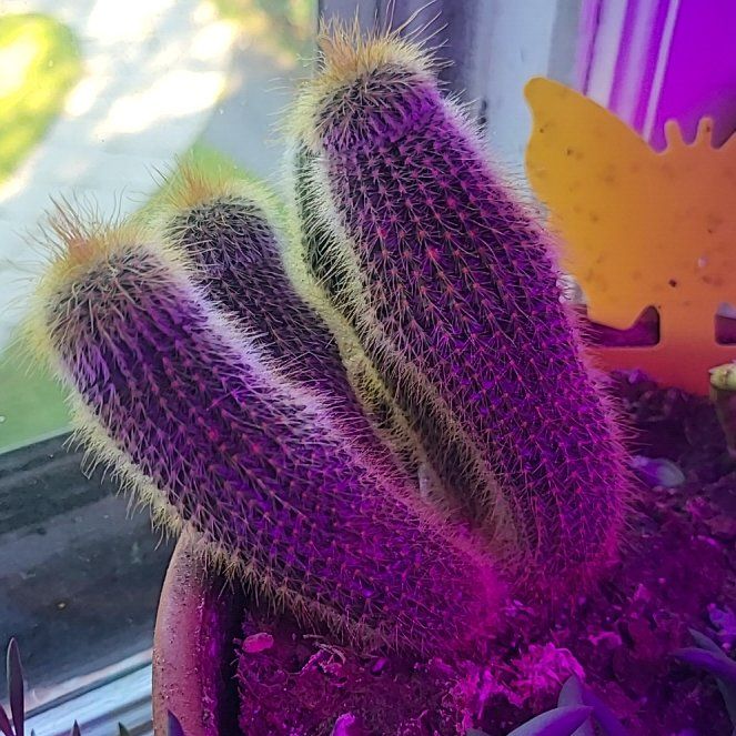 Photo of the plant species Arborescent Prickly Pear by @BoldMelon89 named Achilles on Greg, the plant care app