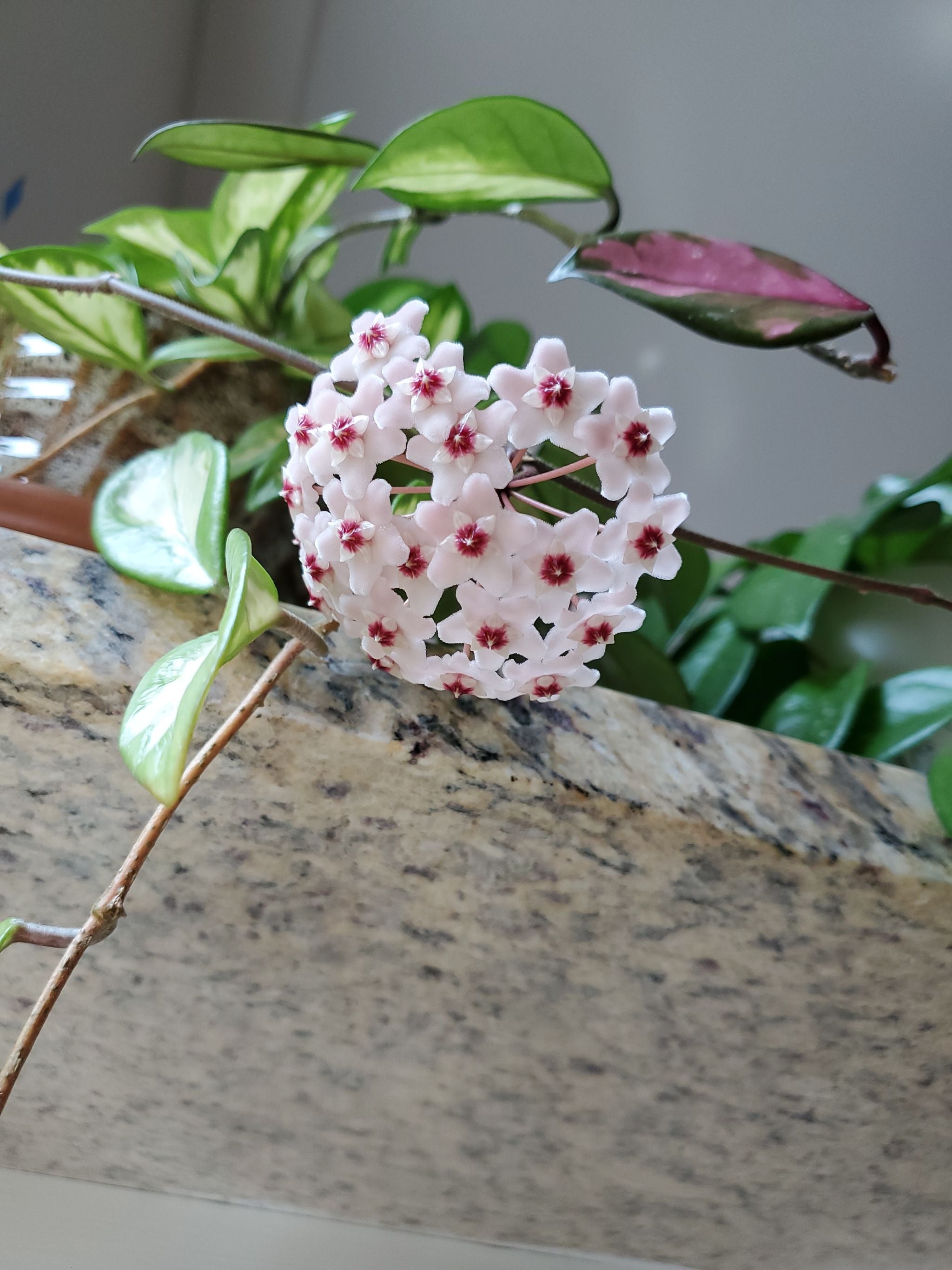 花座ありホヤ極美株 大苗トムソニー ピンクHoya thomsonii pink Hoya