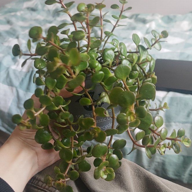 Photo of the plant species Sedum 'Tundra Tornado' by @Aleks named Tundra on Greg, the plant care app