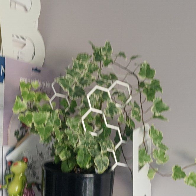 Photo of the plant species English Ivy variegated by @Aleks named Sanders on Greg, the plant care app