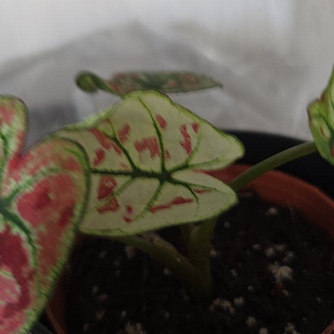 Photo of the plant species Caladium 'Casey' by @RobustPothos22 named Calli-E on Greg, the plant care app