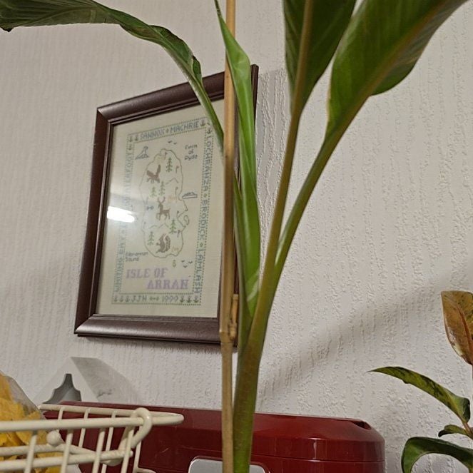 Photo of the plant species Ae Ae Banana by @RobustPothos22 named FatboySlim on Greg, the plant care app